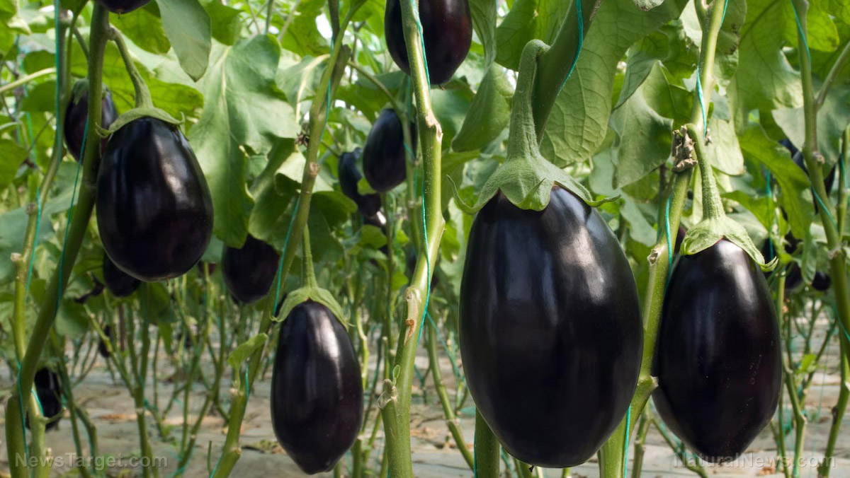 Eggplant sources, health benefits, nutrients, uses and