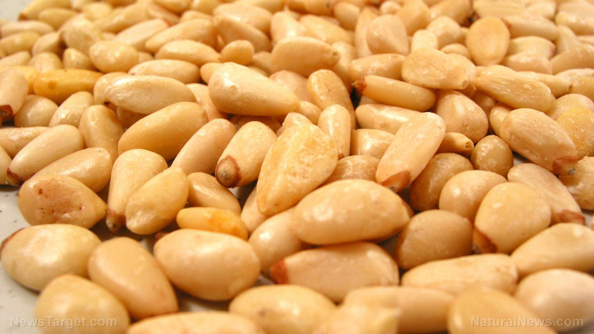 Pine Nuts sources, health benefits, nutrients, uses and constituents