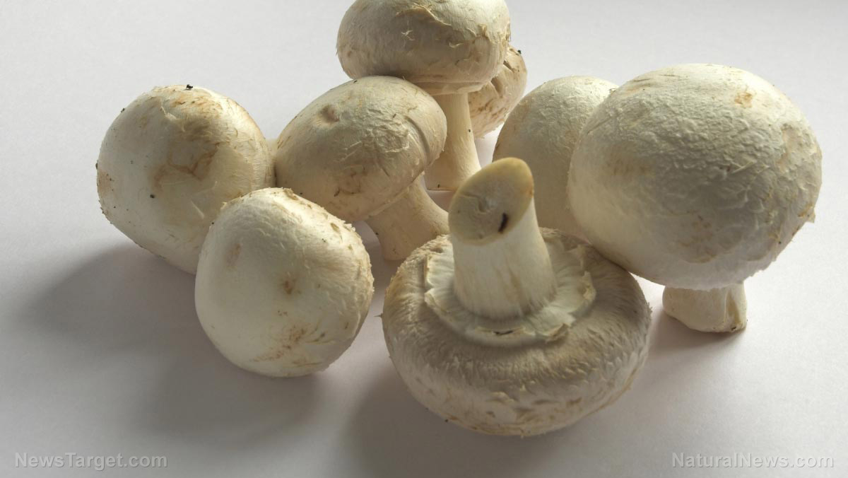 Button Mushroom sources, health benefits, nutrients, uses and