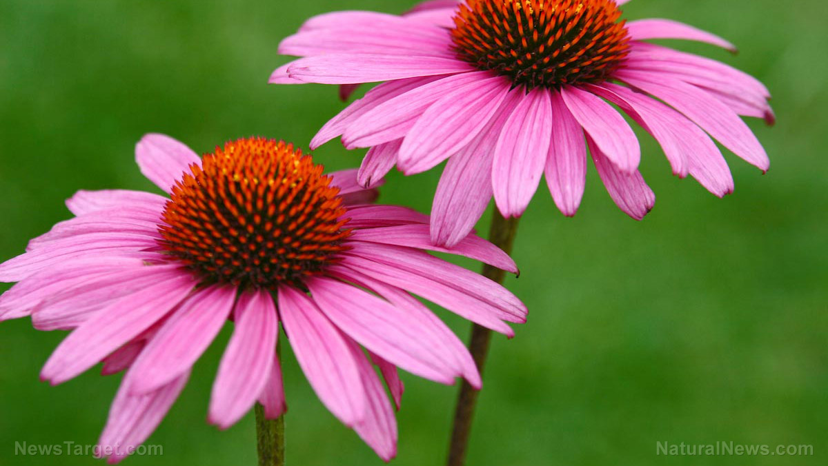 Echinacea – sources, health benefits, nutrients, uses and constituents