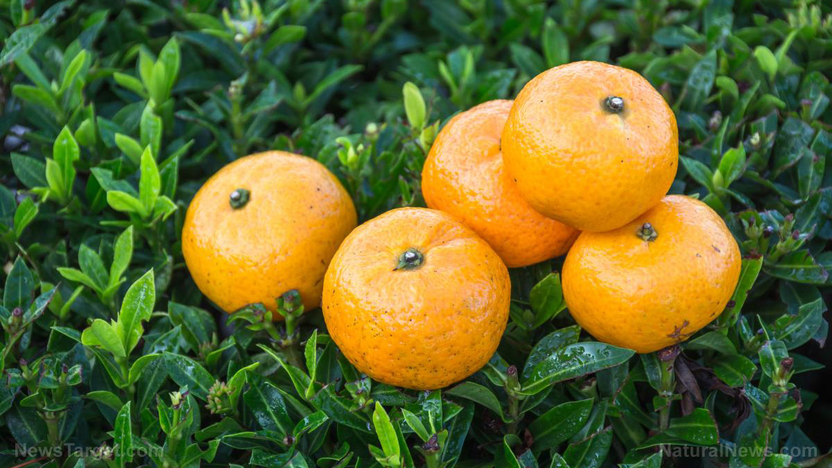 Citrus Fruits – sources, health benefits, nutrients, uses and