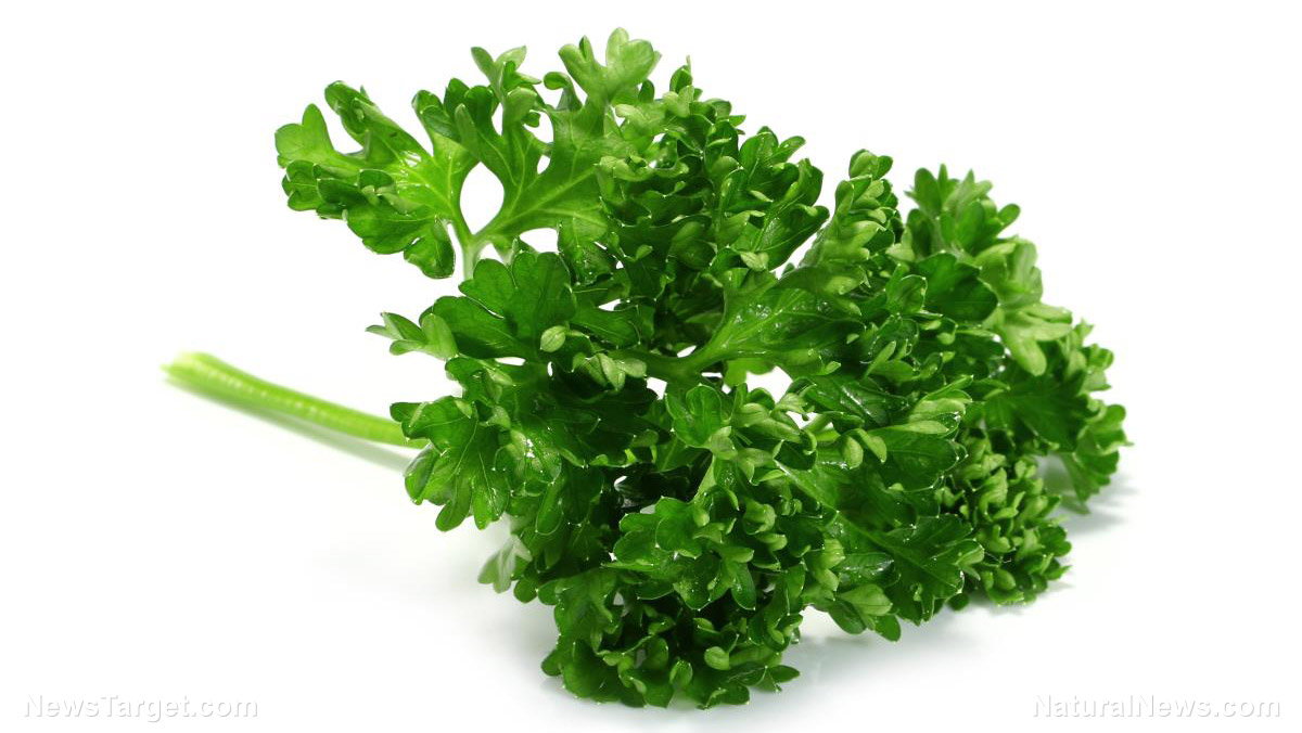 Parsley sources, health benefits, nutrients, uses and constituents at