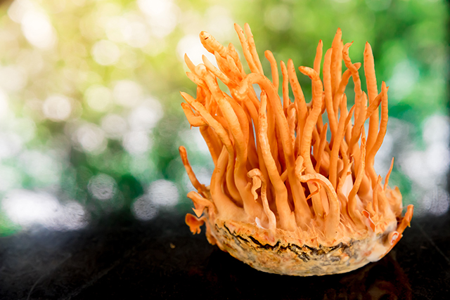 Cordyceps – sources, health benefits, nutrients, uses and constituents
