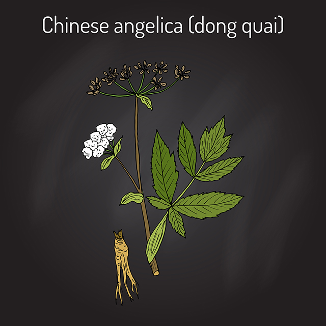 Dong Quai sources, health benefits, nutrients, uses and constituents