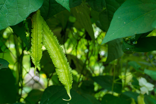 winged bean naturalpedia nutrients constituents sources uses benefits health plant beans