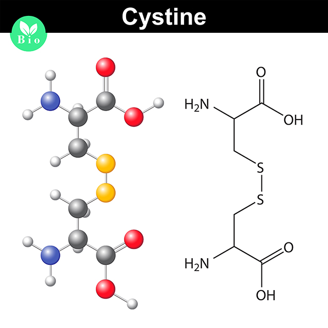 what is cystine