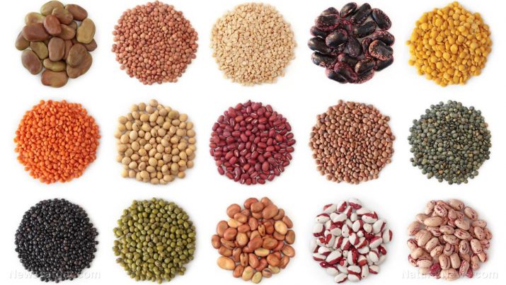 Beans – sources, health benefits, nutrients, uses and constituents at NaturalPedia.com