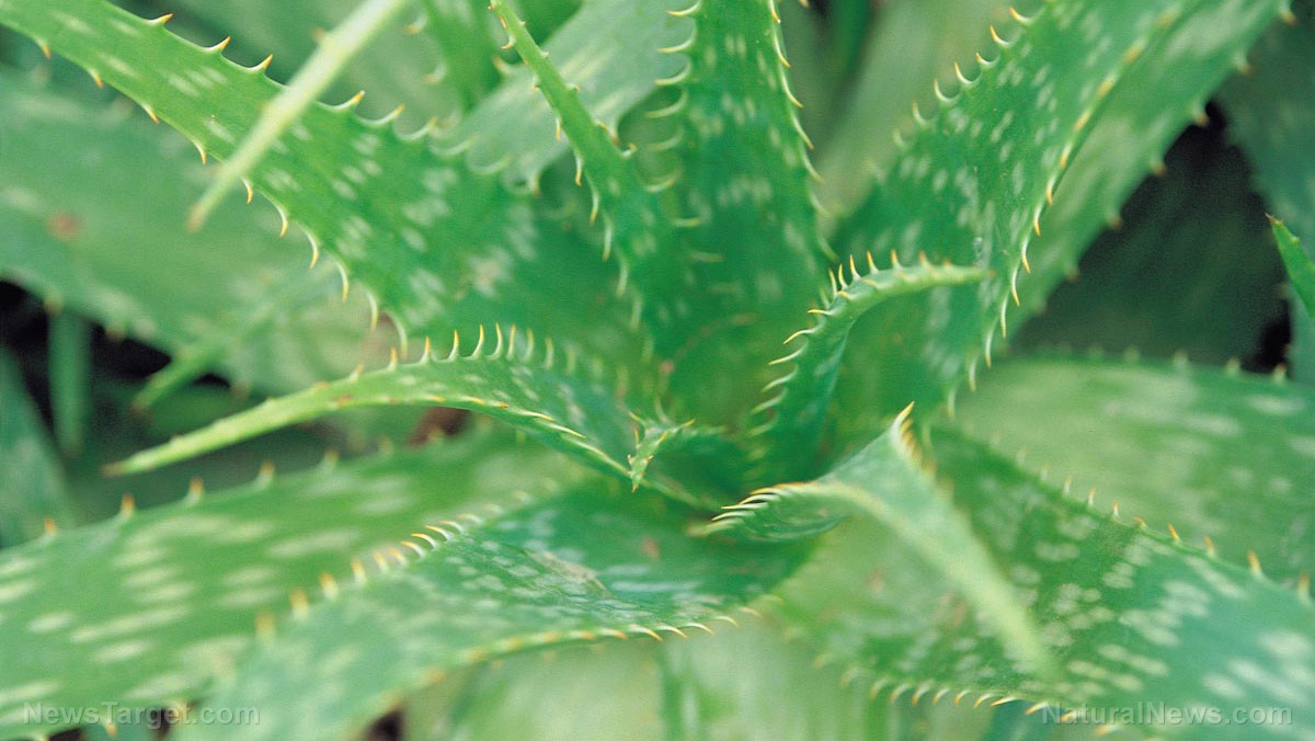 Agave sources, health benefits, nutrients, uses and constituents at