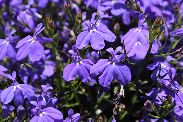 Lobelia – sources, health benefits, nutrients, uses and constituents at ...
