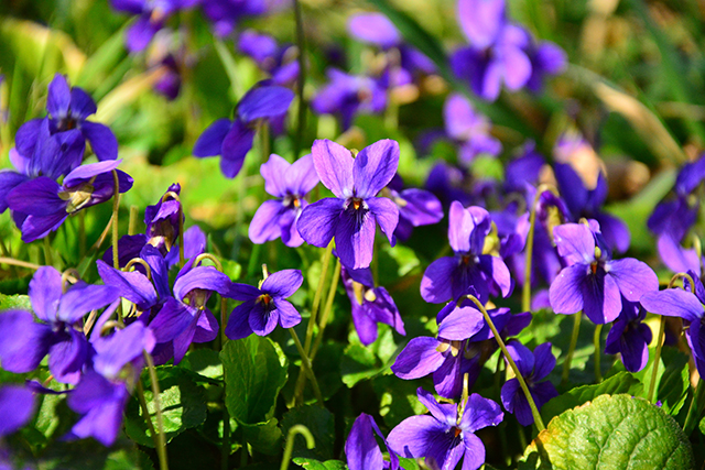 Violet – sources, health benefits, nutrients, uses and constituents at ...