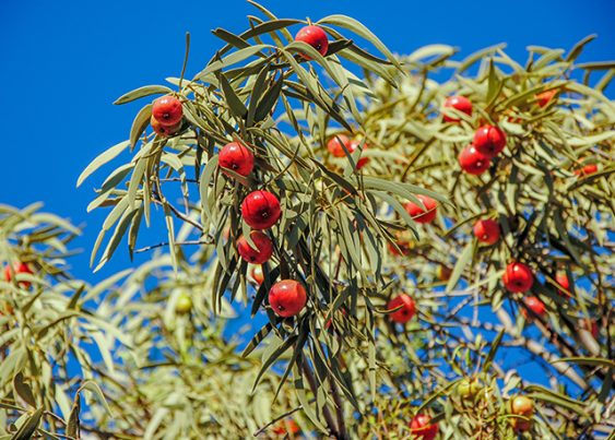Quandong kernel health benefits